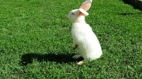 White rabbit on green grass staying Stock Footage 63306861