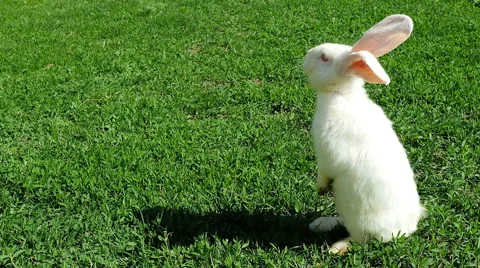 White rabbit on green grass staying Stock Footage 63314178