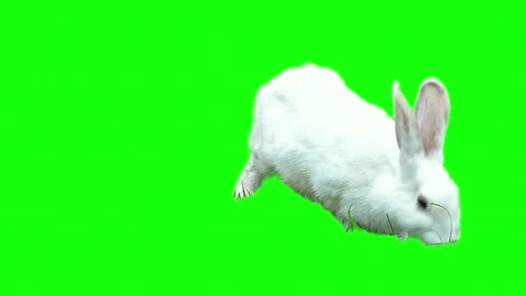 White rabbit on green screen background Vídeo Stock 337391490