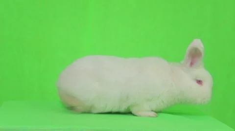 White rabbit on a green screen Stock Footage 61182266