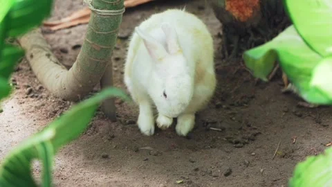 White Rabbit Grooming Its Front Paw Stock Footage 342586895
