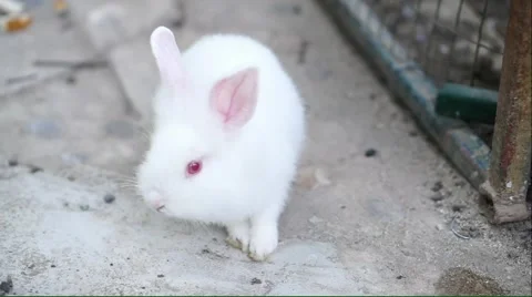 White rabbit on the ground Stock Footage 50493550