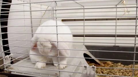 White rabbit in the home cage. Stock Footage 149781968