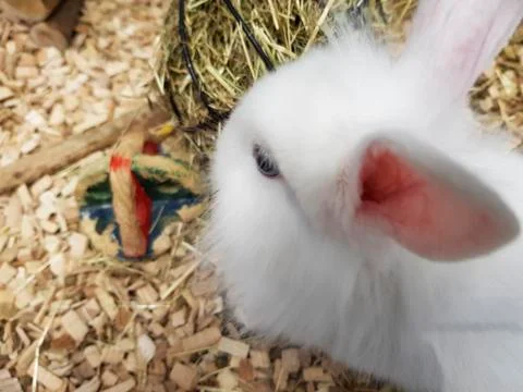 White rabbit indoors, cage Stockfoto's