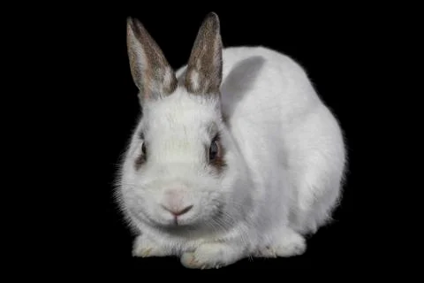 White rabbit isolated on black. Stock Photos