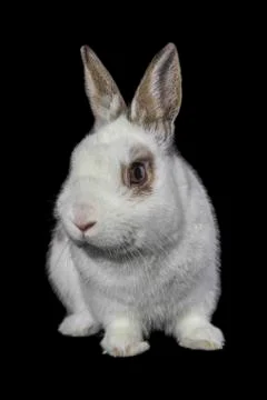 White rabbit isolated on black. Stock Photos