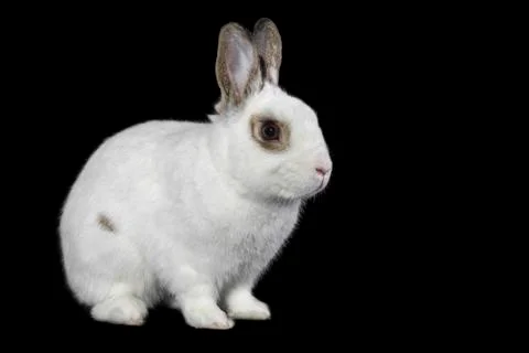 White rabbit isolated on black. Stock Photos