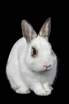 White rabbit isolated on black. Stock Photos