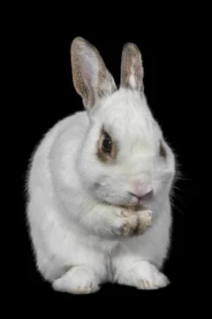 White rabbit isolated on black. Stock Photos