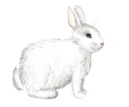 White rabbit isolated Stock Illustration