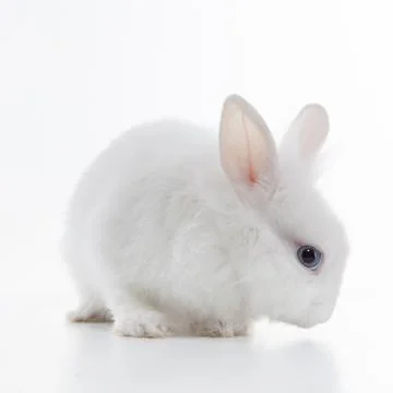 White rabbit isolated on white background Fotos de archivo