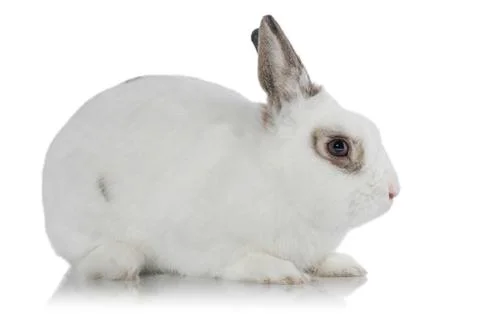 White rabbit isolated on white Stock Photos