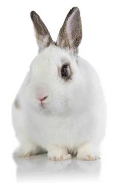 White rabbit isolated on white Stock Photos