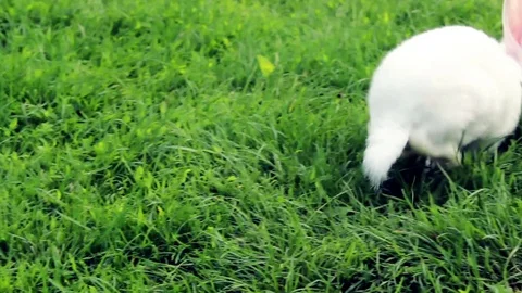White Rabbit Jumping On A Green Grass Stock Footage 77461359