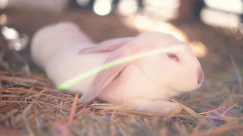 White rabbit laying on ground sleepy in cage Video stock 263701882