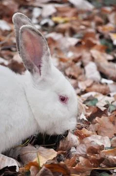 White rabbit on the leaves 库存照片