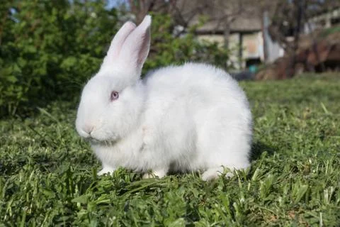 White rabbit with long ears Stock Photos