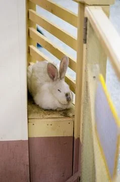 White rabbit with long gray ears sleeping in cage at petting zoo or zoo Stock Photos