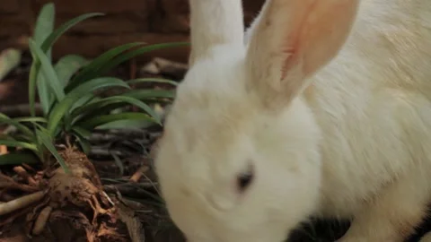 White rabbit looking at the camera Stock Footage 152708263