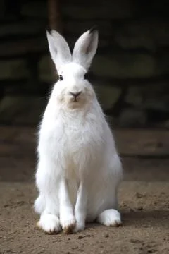A white rabbit looks into the camera Foto stock