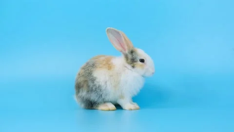 White rabbit many action on blue screen background. Stock Footage 134165134