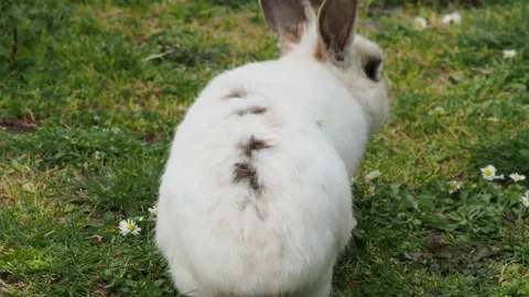 White rabbit in a meadow Stock Footage 197459008