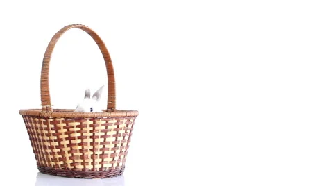 White rabbit moves in basket Stock Footage