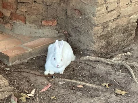 White Rabbit in Natural Environments Stock Photos