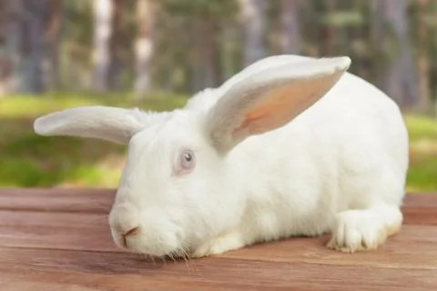 White rabbit outdoor Stock Photos