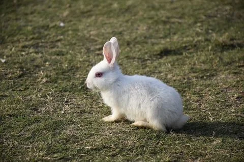 A White rabbit in park Stock Photos