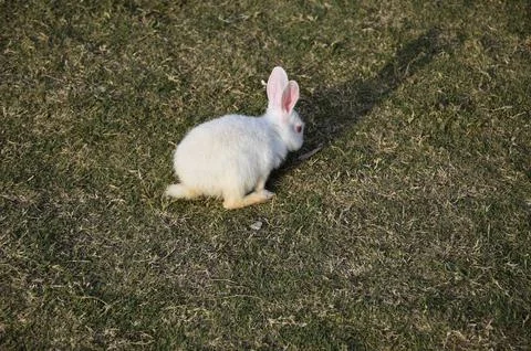 A White rabbit in park Stock Photos