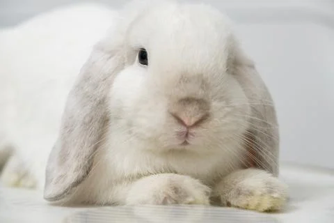 White rabbit pet looking at the camera Stock Photos
