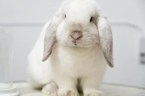 White rabbit pet looking at the camera Stock Photos