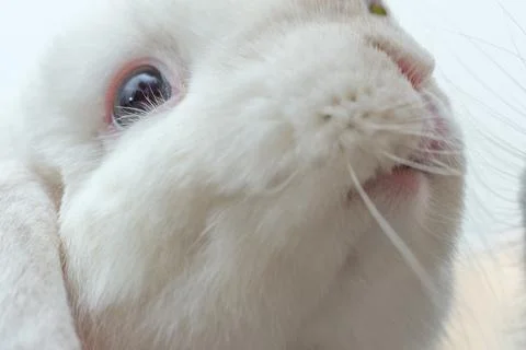 White rabbit pet looking at the camera Stock Photos