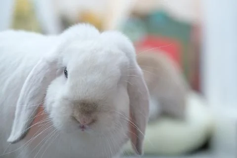 White rabbit pet looking at the camera Stock Photos