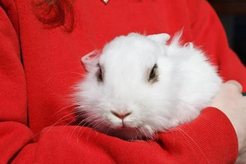 White rabbit Stock-Fotos