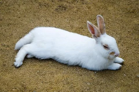 The white rabbit Stock Photos