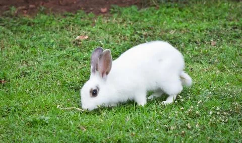 White rabbit Stock Photos