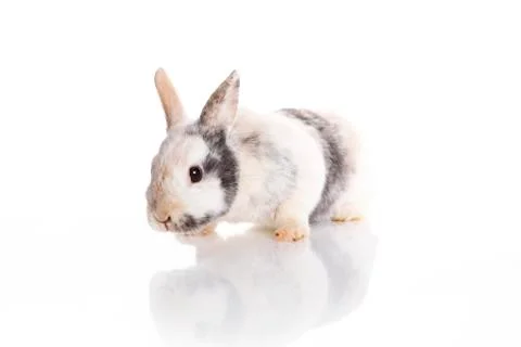 White rabbit Stock Photos