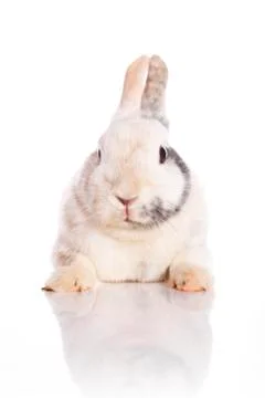 White rabbit Stock Photos