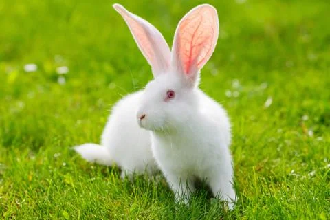 White rabbit Stock Photos