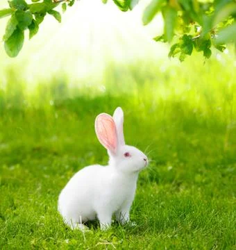 White rabbit Stock Photos