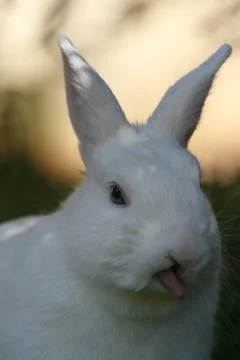 White rabbit Stock-Fotos