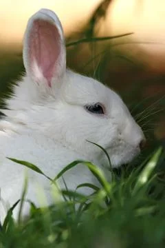 White rabbit Fotos Stock