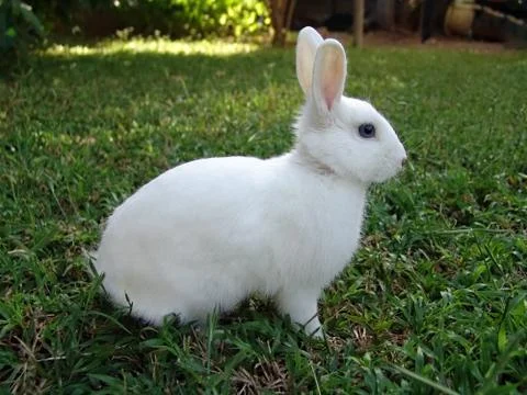 White rabbit Stock Photos