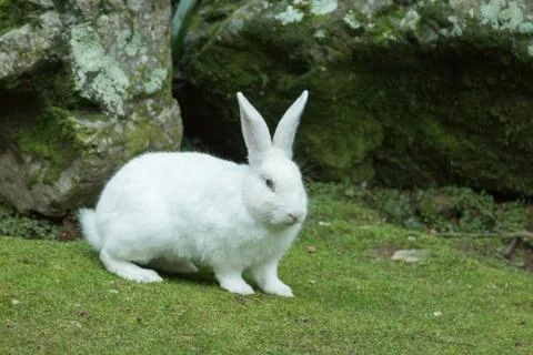 White Rabbit Stock Photos