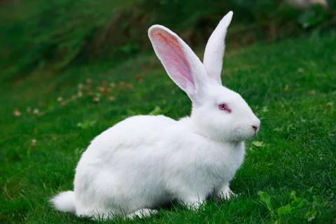 The white rabbit 写真素材