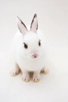 White Rabbit Stock Photos