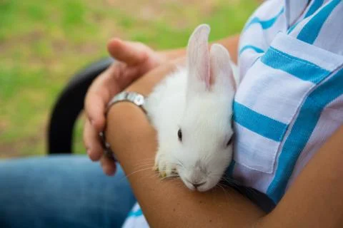 White Rabbit Stock Photos