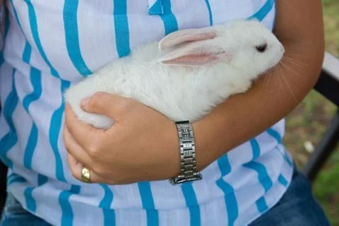 White Rabbit Stock Photos